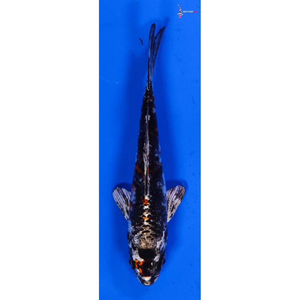 4” Imported Kin Kikokuryu