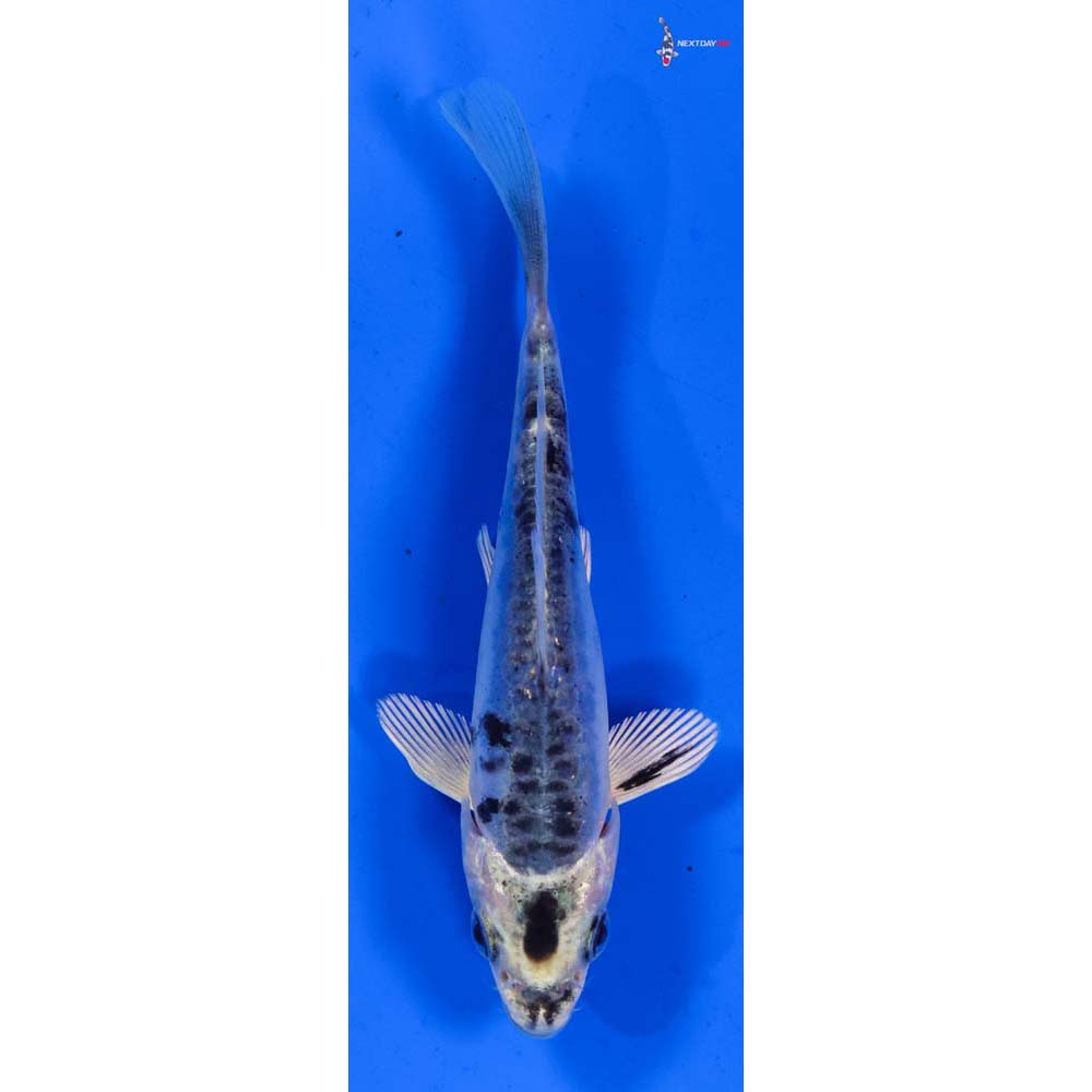 4” Imported Doitsu Blue Gin Matsuba