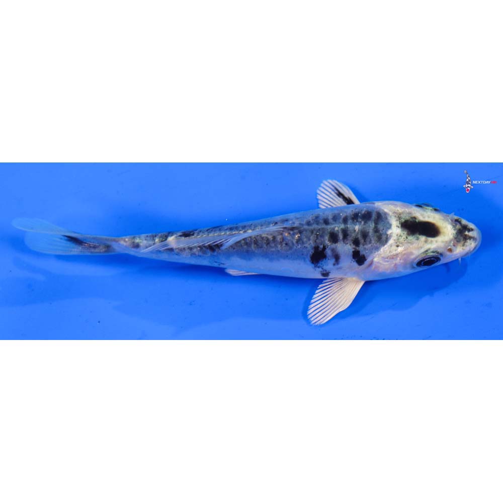 4” Imported Doitsu Blue Gin Matsuba