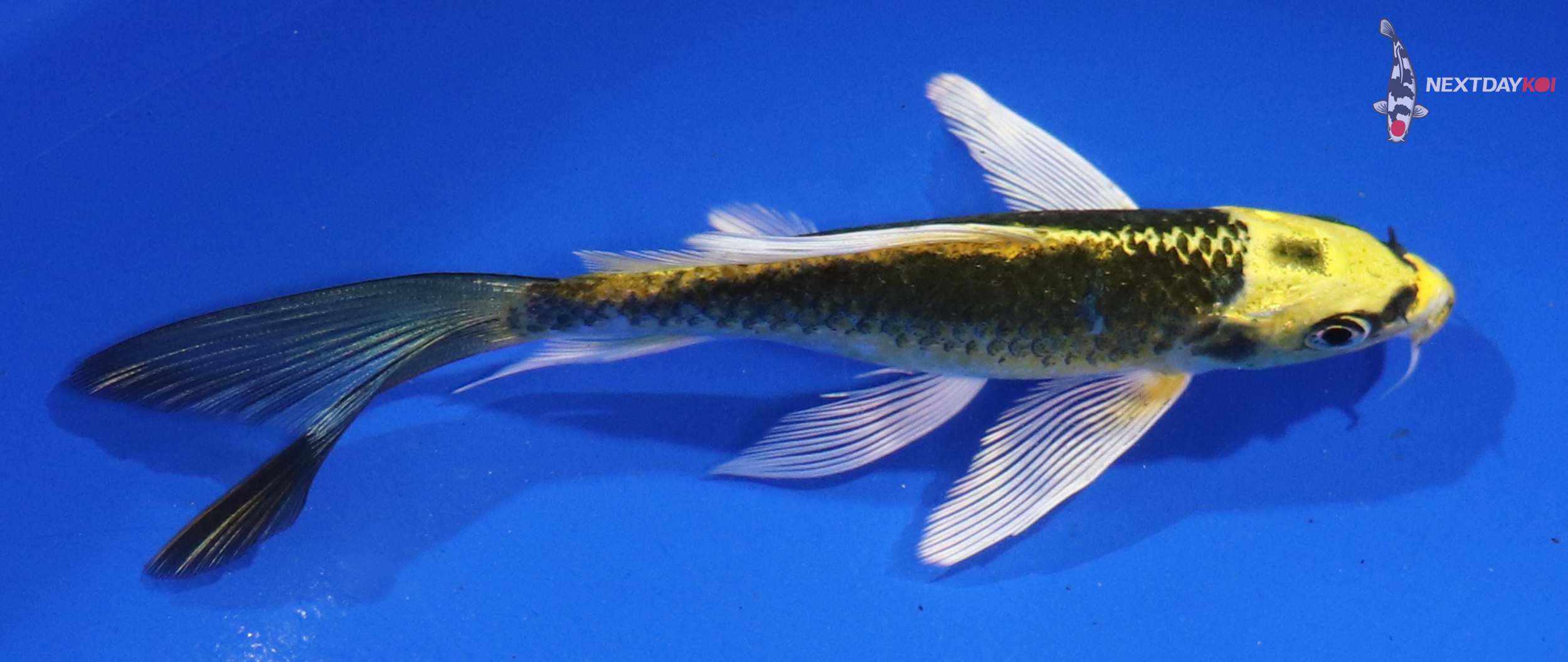 5.5” Imported Ki Matsuba Butterfly Koi