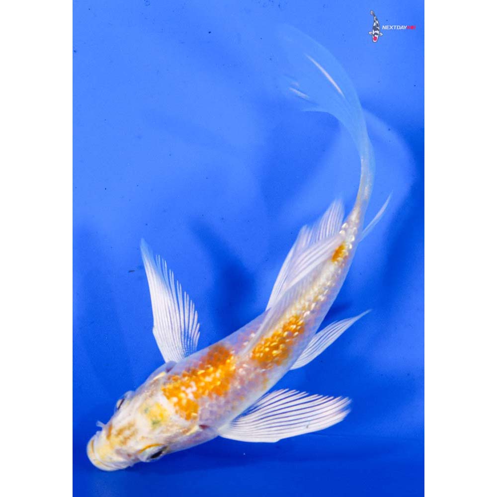 4” Imported Gin Rin Lemon Hariwake Butterfly Koi