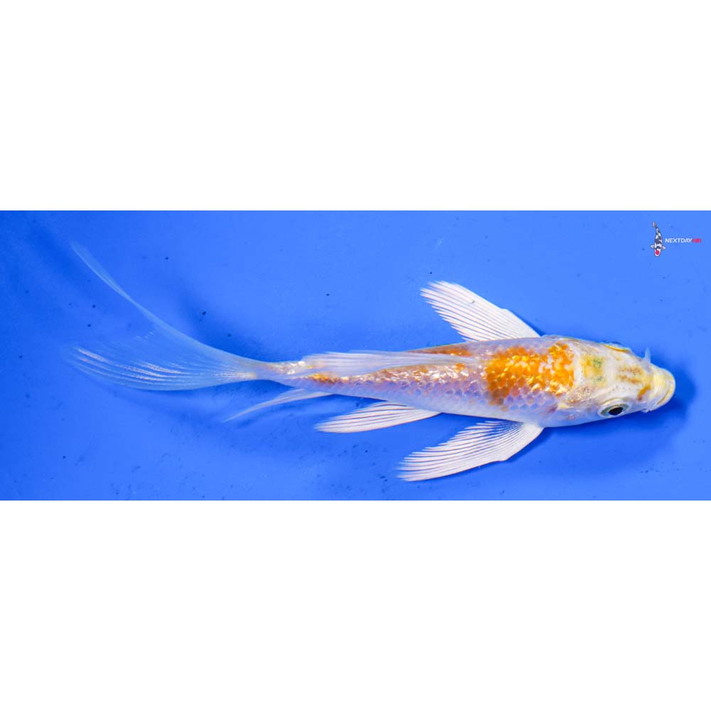 4” Imported Gin Rin Lemon Hariwake Butterfly Koi