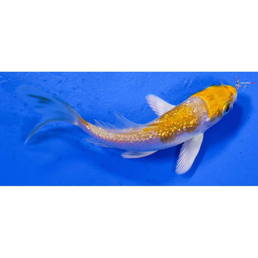 3” Imported Gin Rin Lemon Hariwake Butterfly Koi