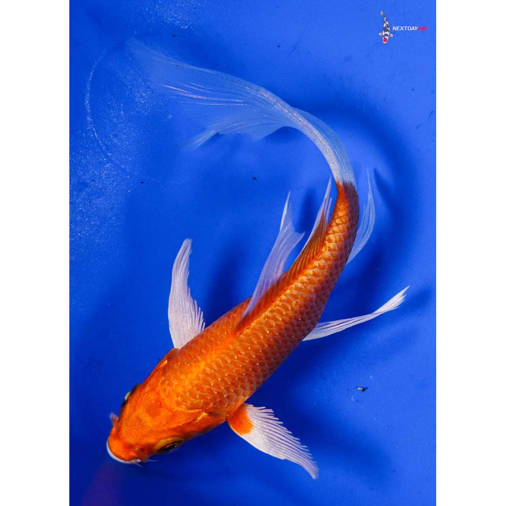 3.5” Imported Hariwake Butterfly Koi