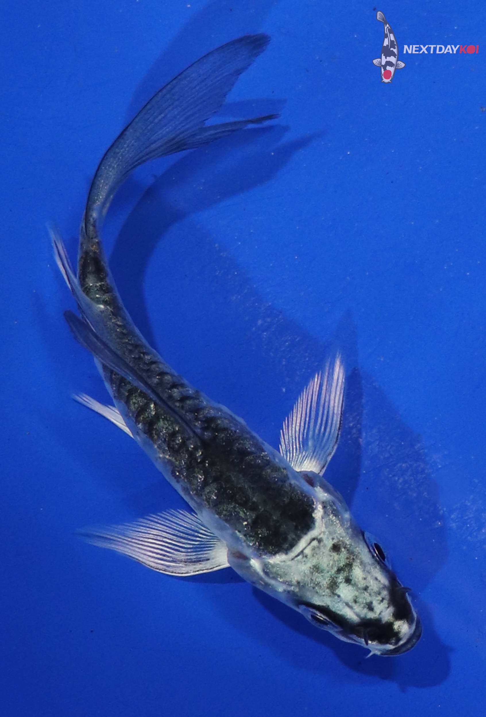 3.5” Imported Armored Scale Gin Matsuba Butterfly Koi