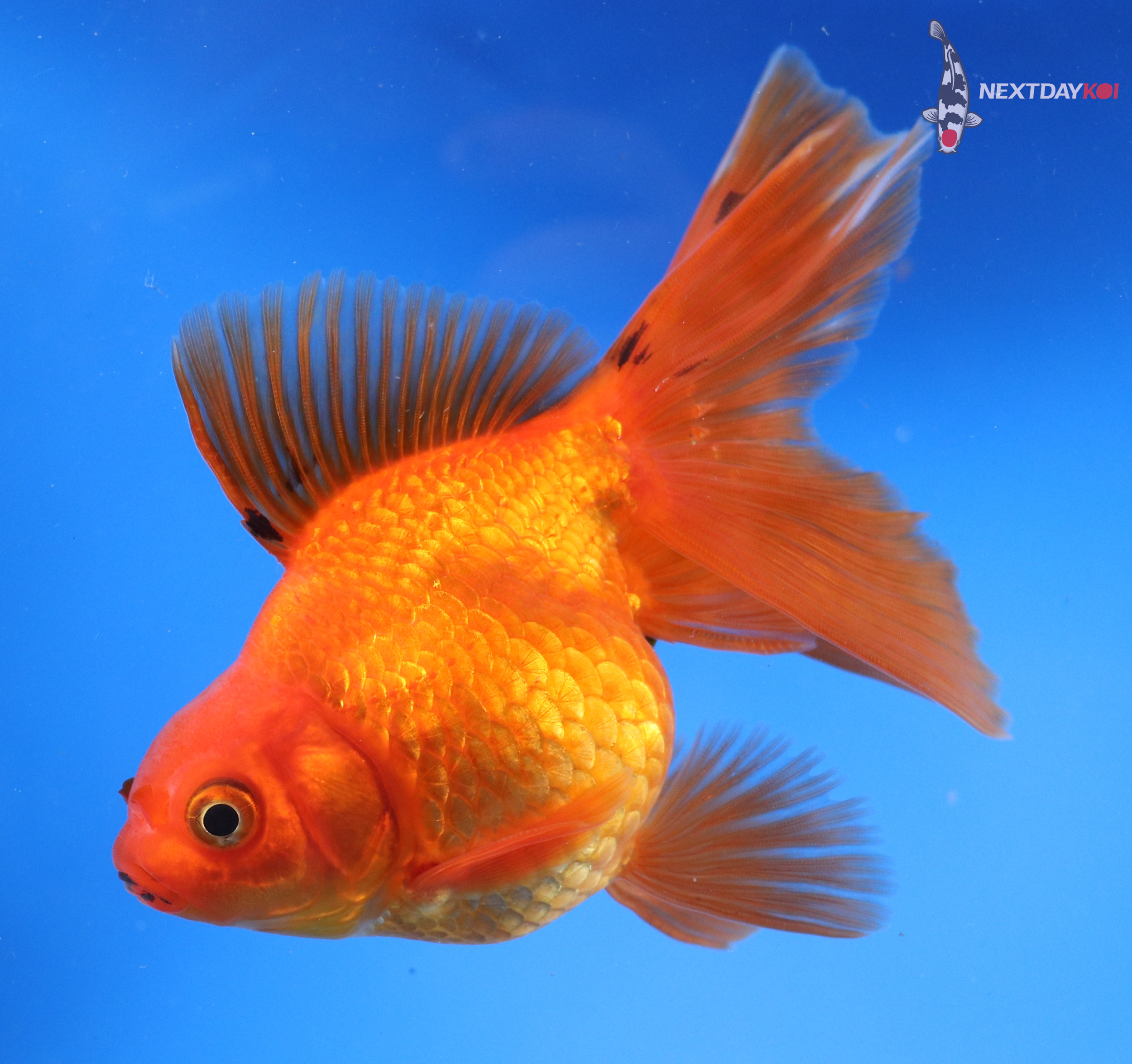 4.5” Imported Red Ryukin