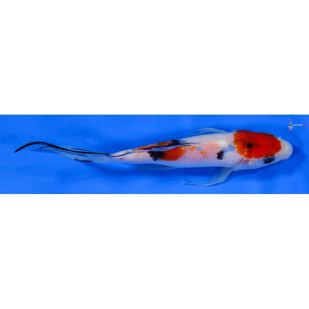 6” Imported Sanke Butterfly Koi