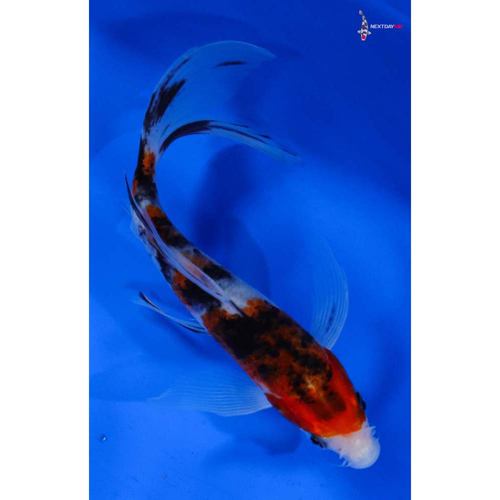 6.5” Imported Sanke Butterfly Koi