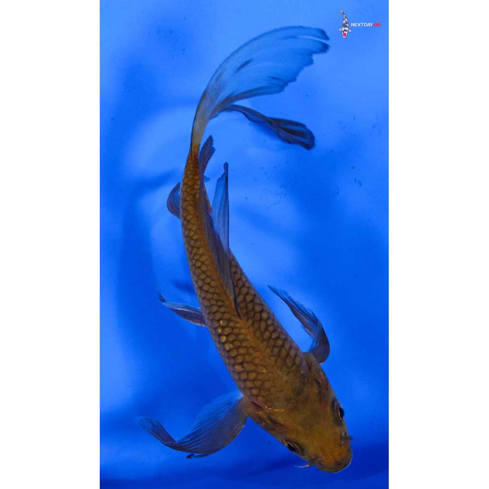 6” Imported Chagoi Butterfly Koi