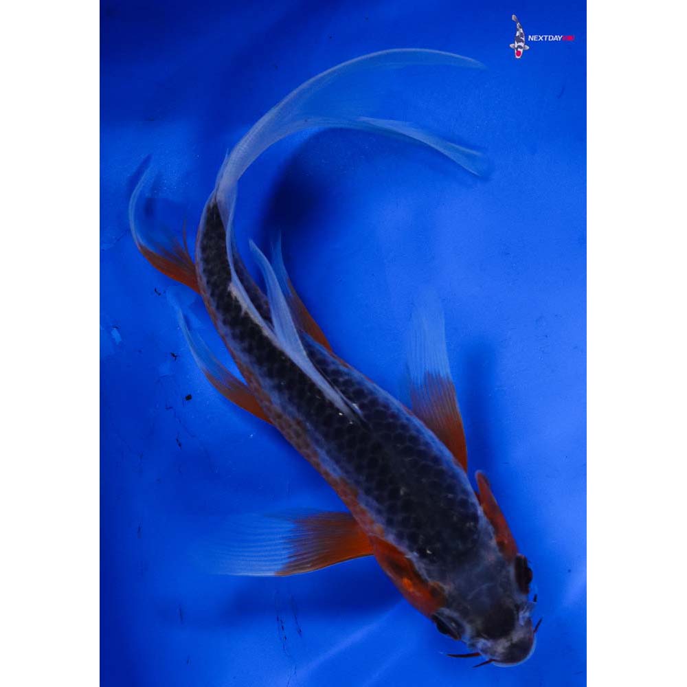 6.5” Imported Asagi Butterfly Koi