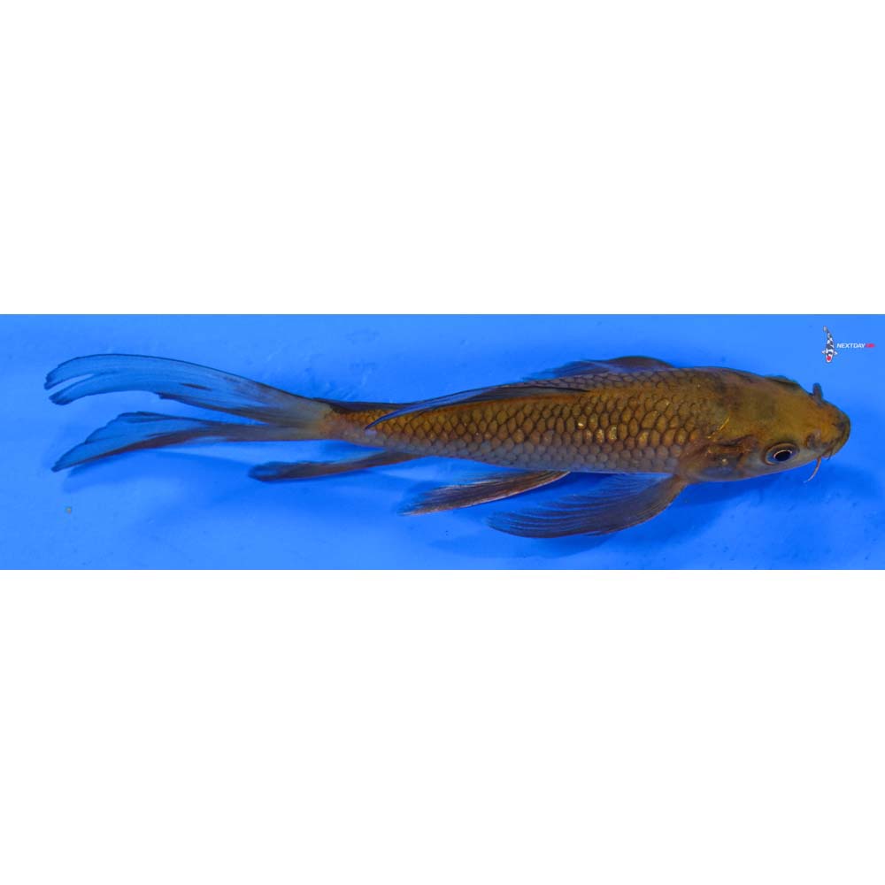 6” Imported Chagoi Butterfly Koi