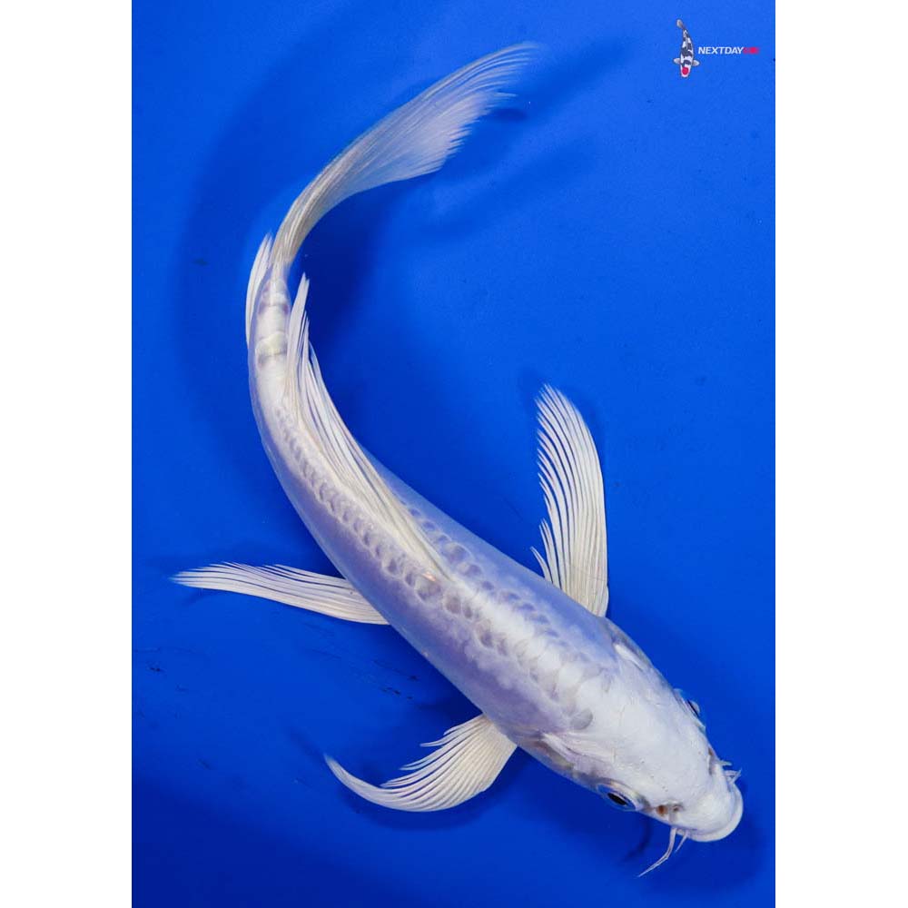 6.5” Imported Doitsu Platinum Ogon Butterfly Koi