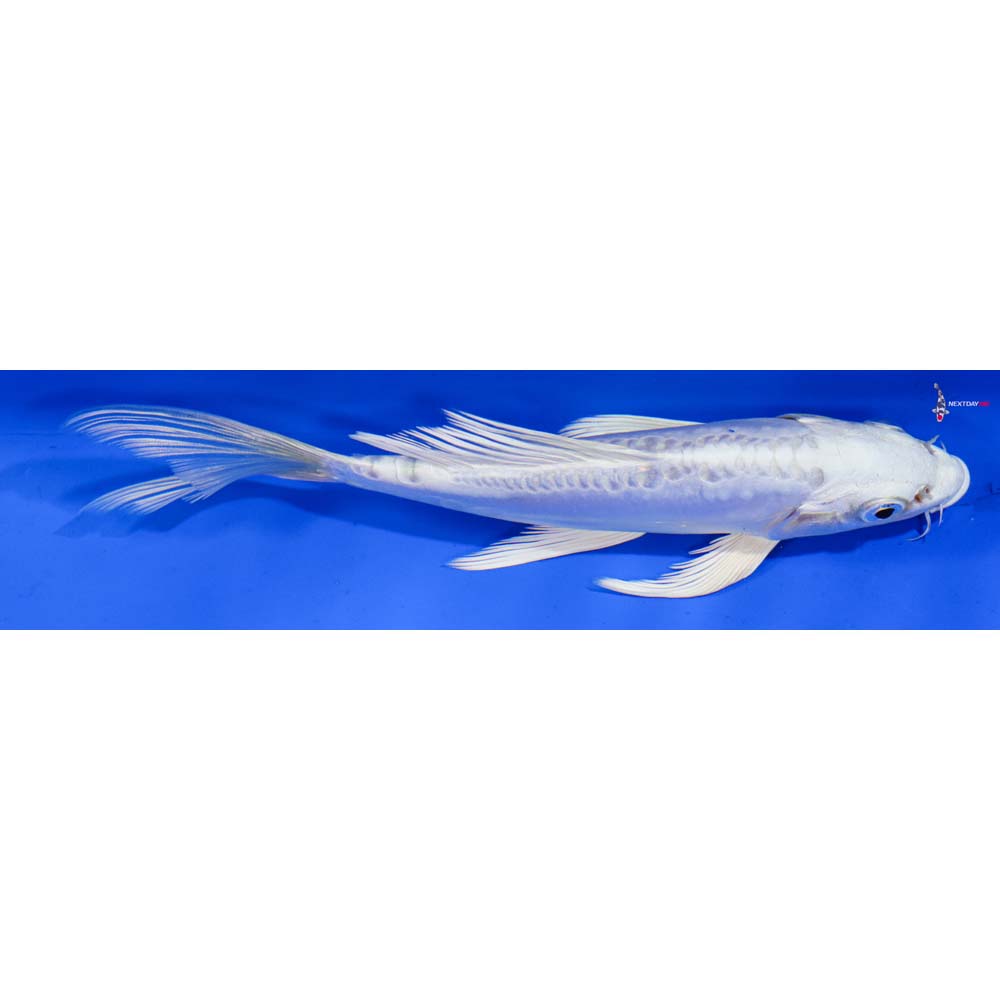 6.5” Imported Doitsu Platinum Ogon Butterfly Koi