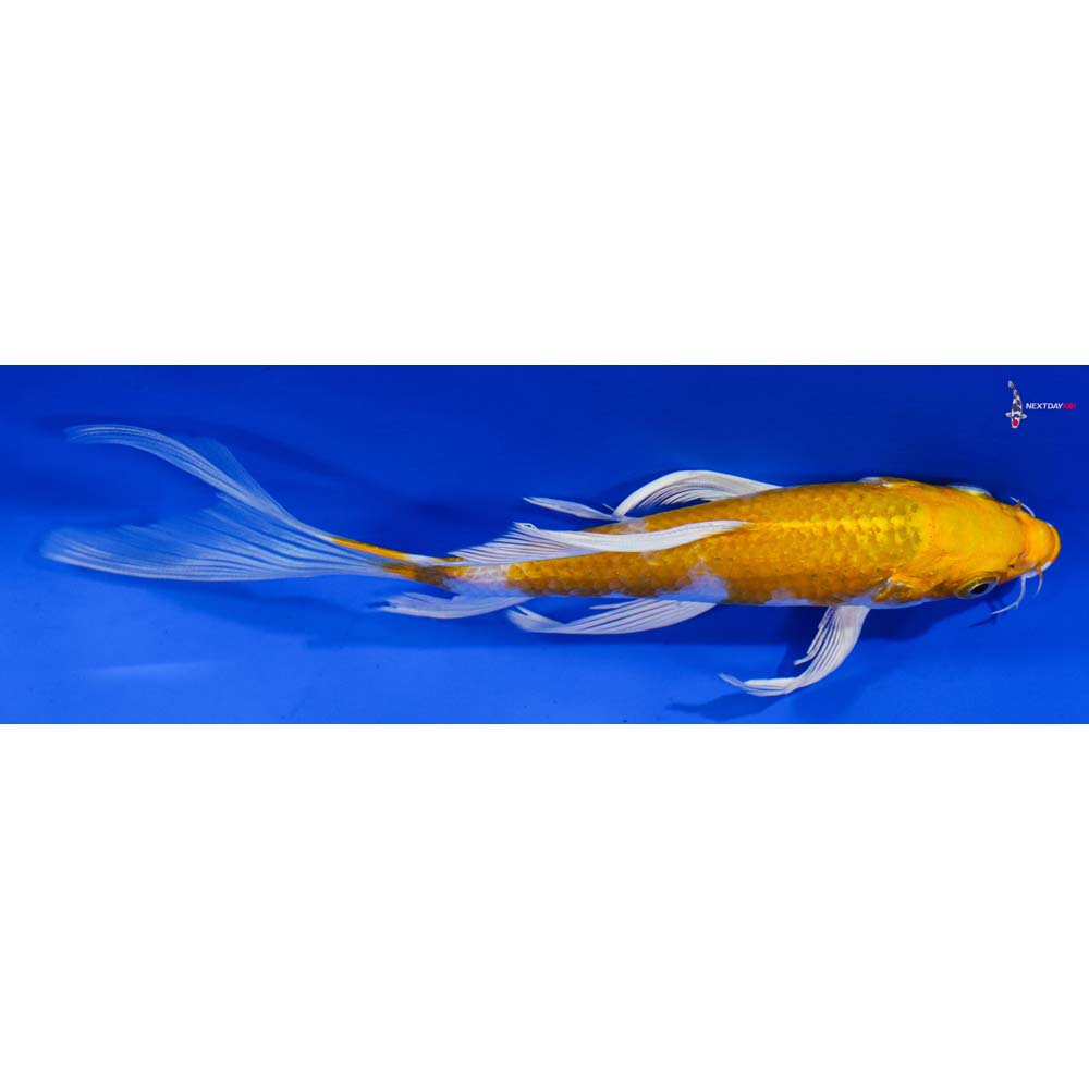 6.5” Imported Lemon Hariwake Butterfly Koi