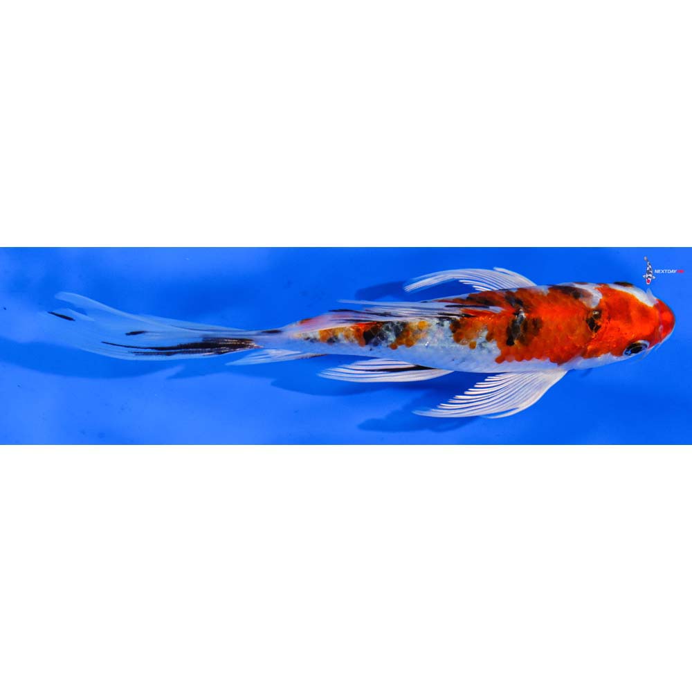 6.5” Imported Yamato Nishiki Butterfly Koi