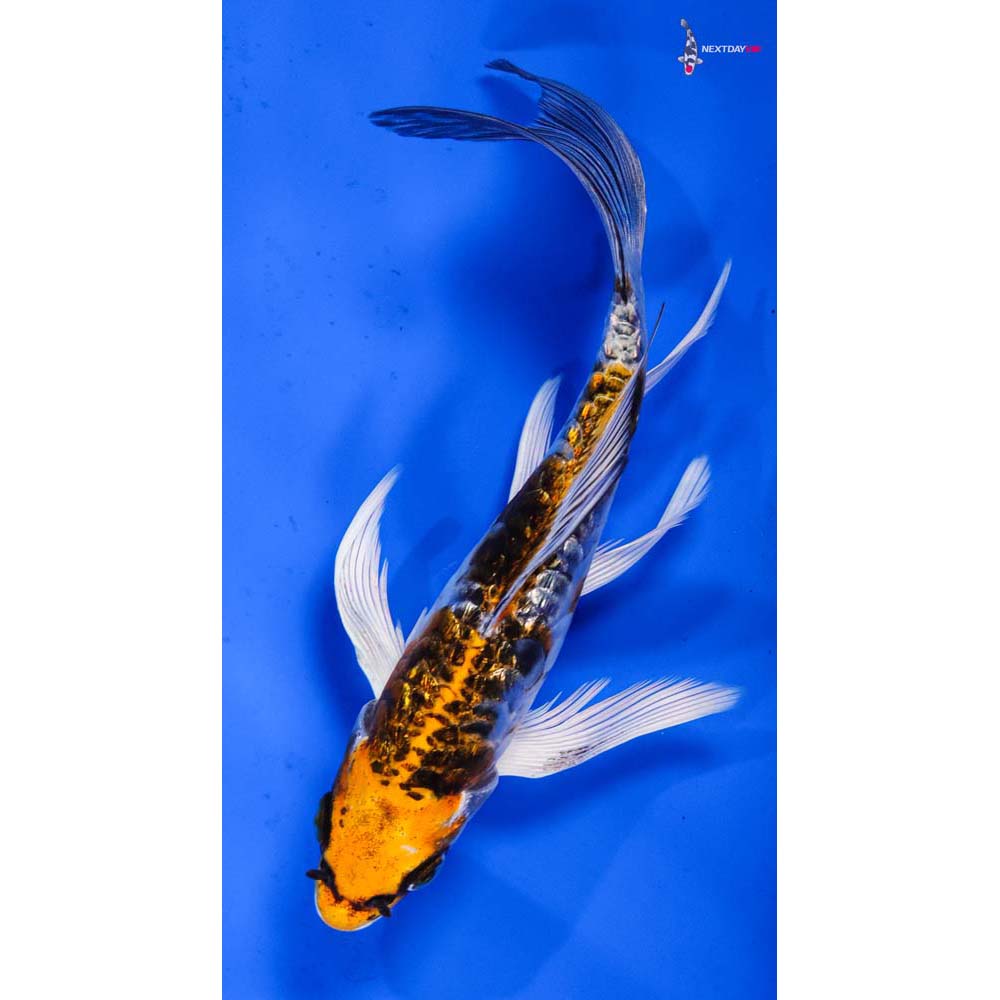 6.5” Imported Armor Scaled Gin Rin Kujaku Butterfly Koi