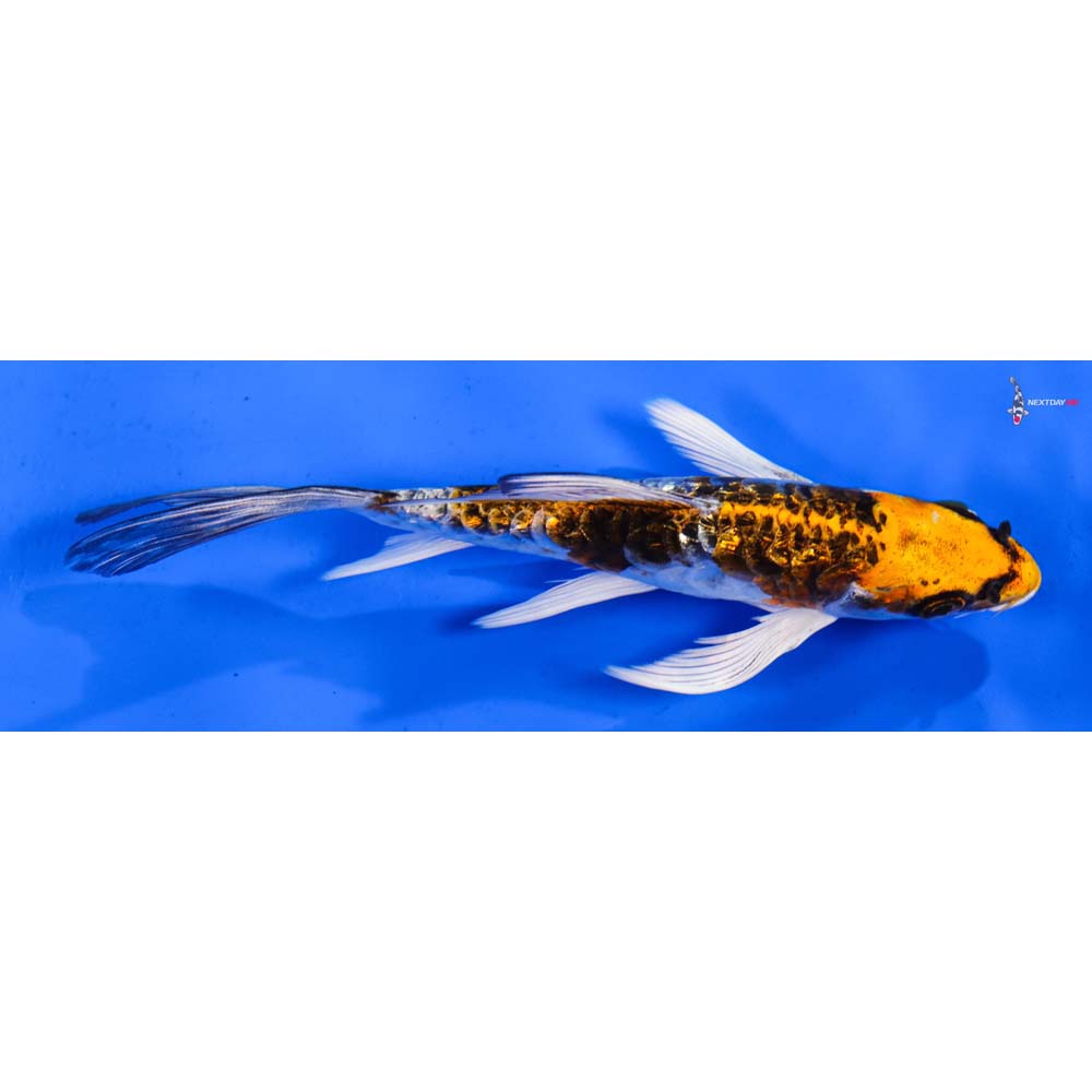 6.5” Imported Armor Scaled Gin Rin Kujaku Butterfly Koi