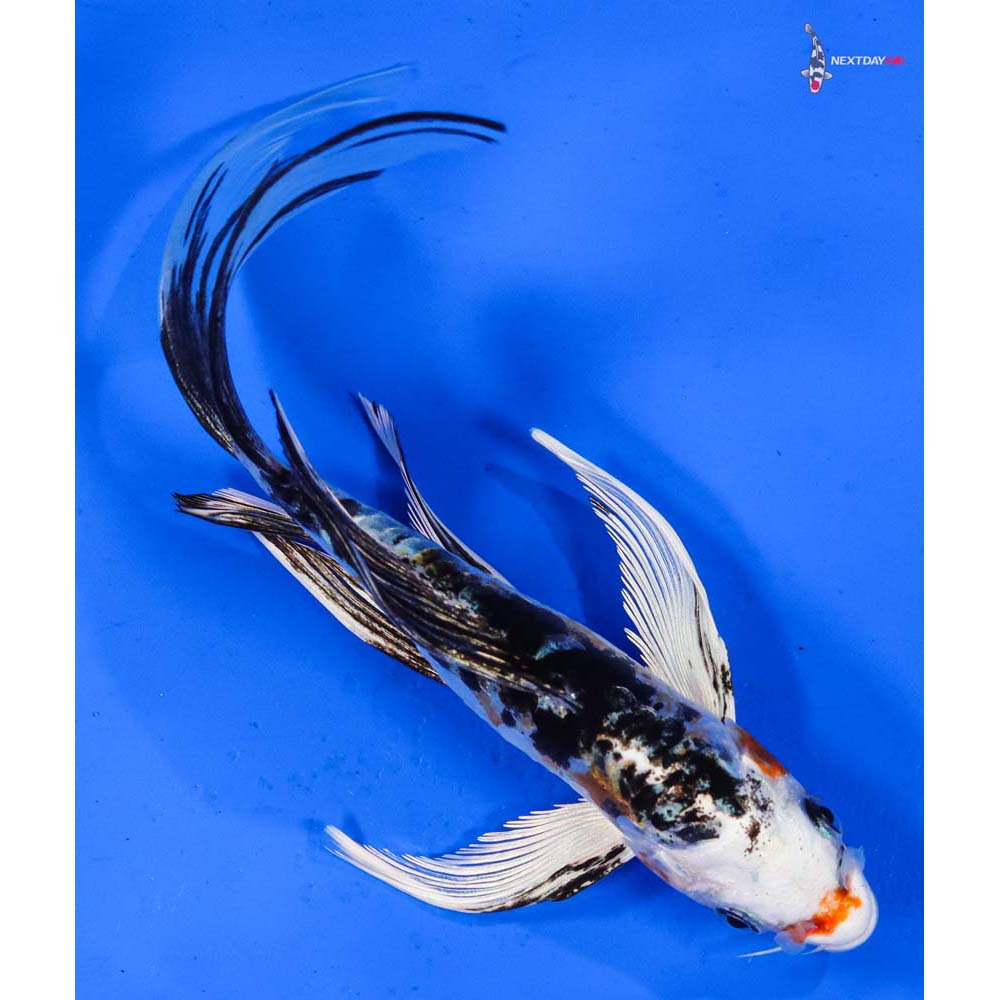7” Imported Heisei Nishiki Butterfly Koi