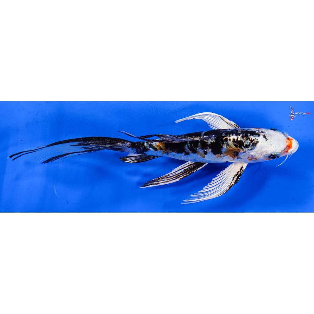 7” Imported Heisei Nishiki Butterfly Koi
