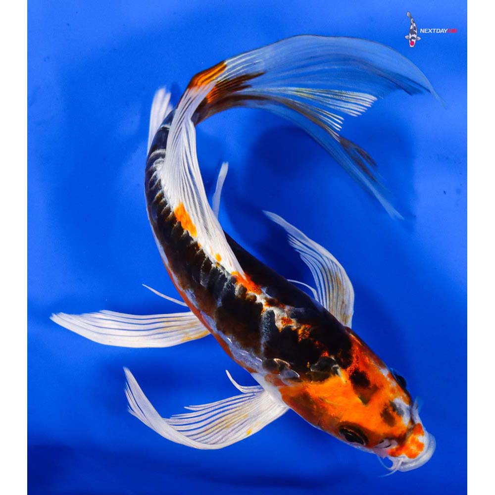 7” Imported Kin Kikokuryu Butterfly Koi