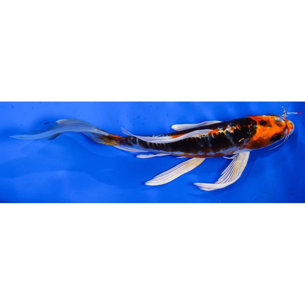 7” Imported Kin Kikokuryu Butterfly Koi