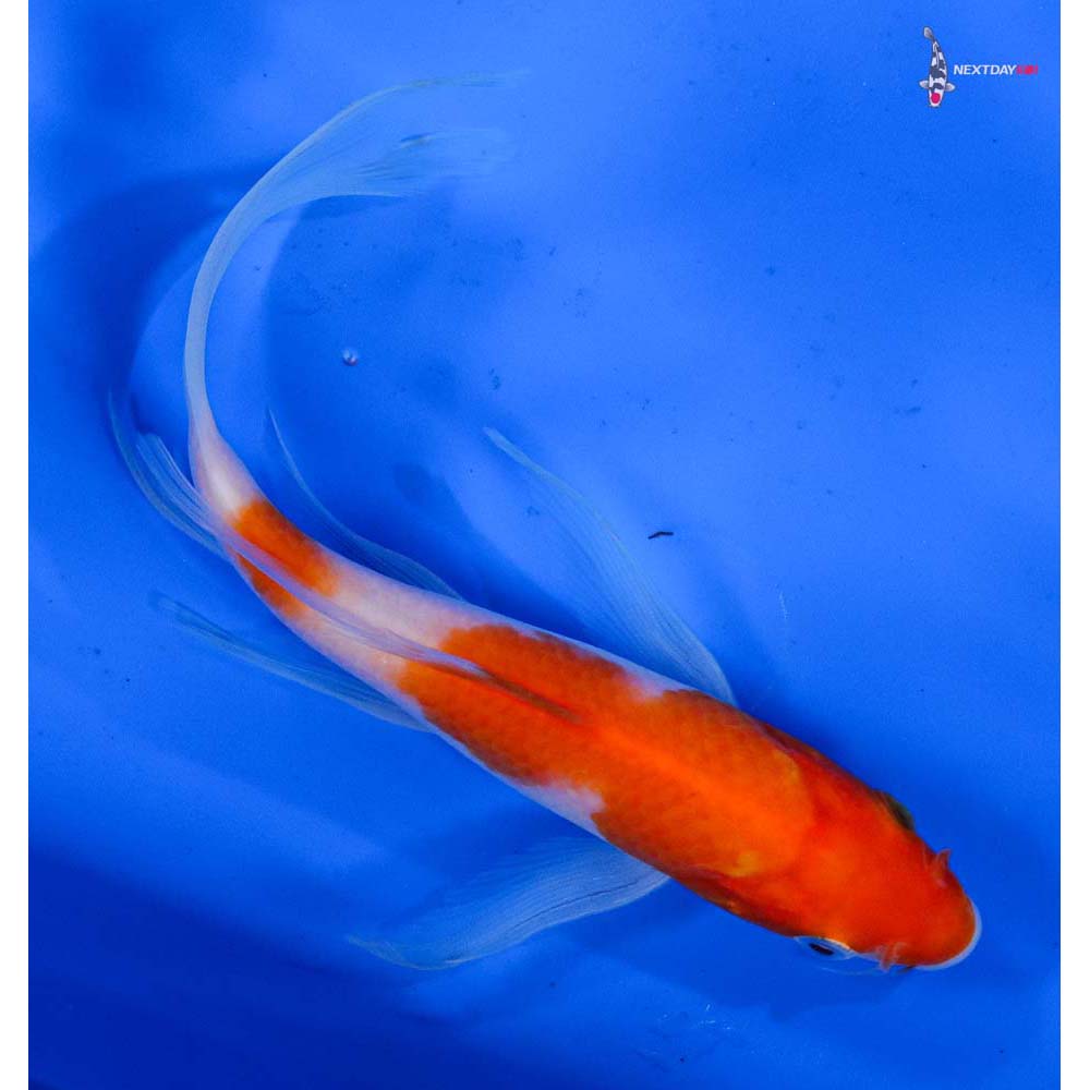 7” Imported Kohaku Butterfly Koi