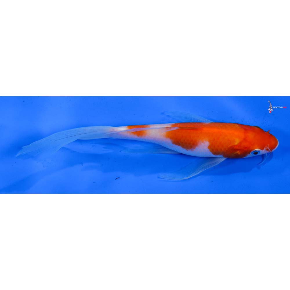 7” Imported Kohaku Butterfly Koi