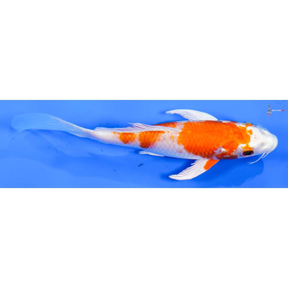 6” Imported Hariwake Butterfly Koi