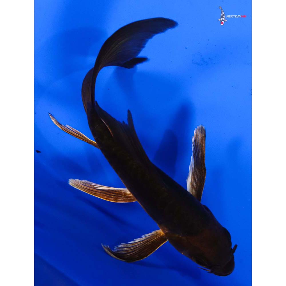 5” Imported Doitsu Chagoi Butterfly Koi