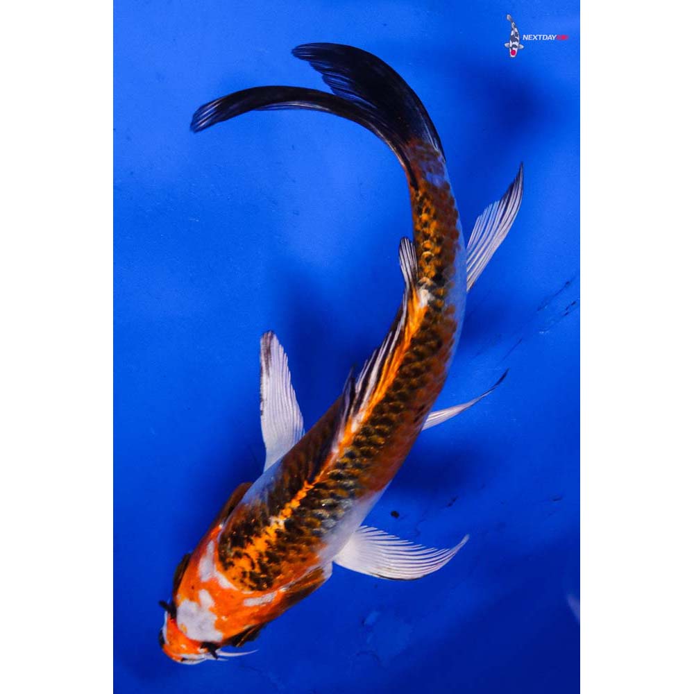 5” Imported Kujaku Butterfly Koi