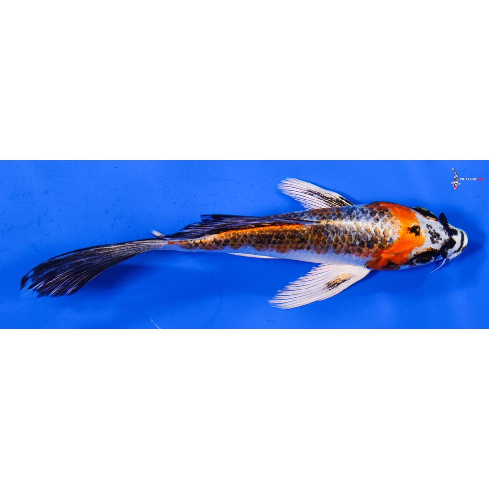 5” Imported Kujaku Butterfly Koi