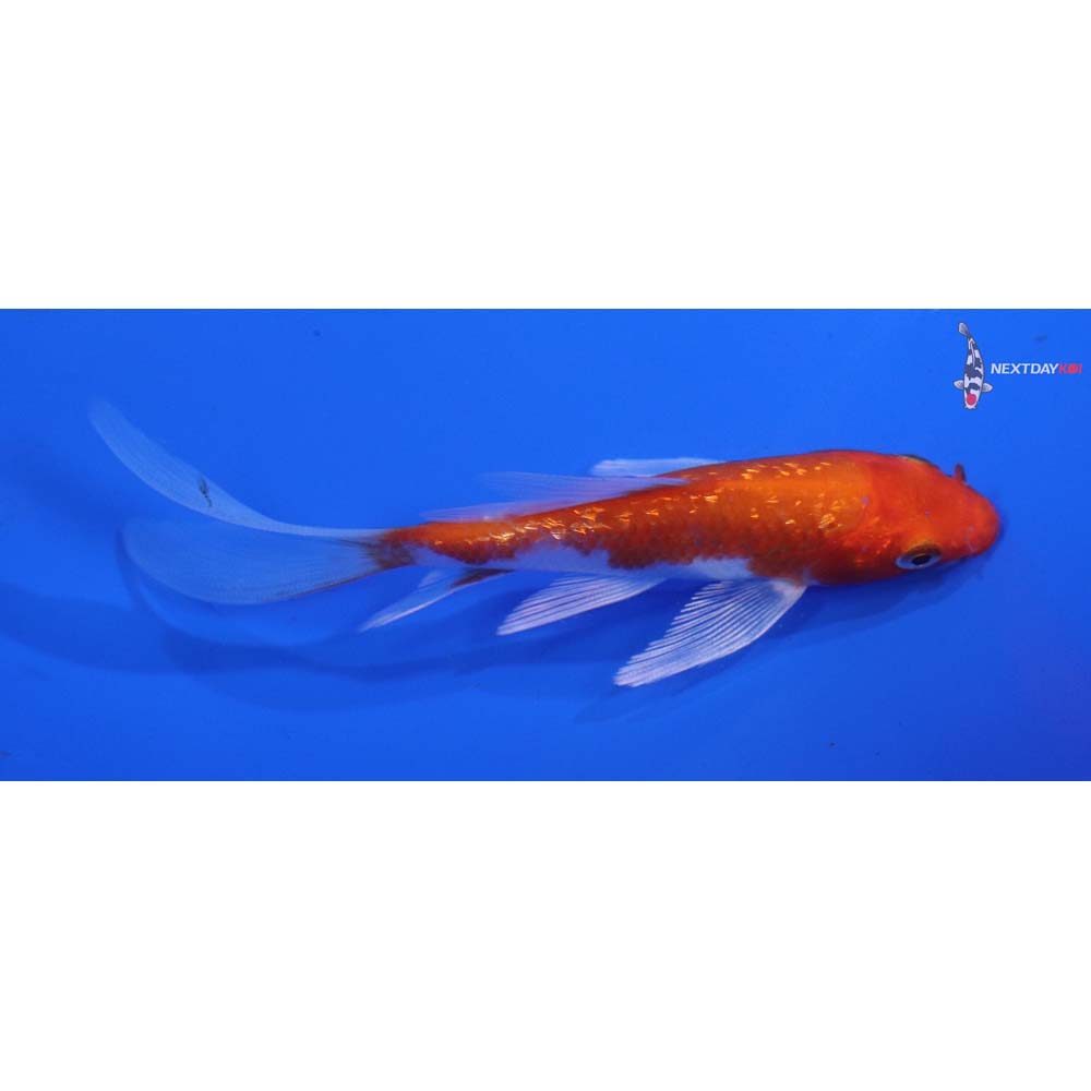 4.5” Imported Gin Rin Hariwake Butterfly Koi