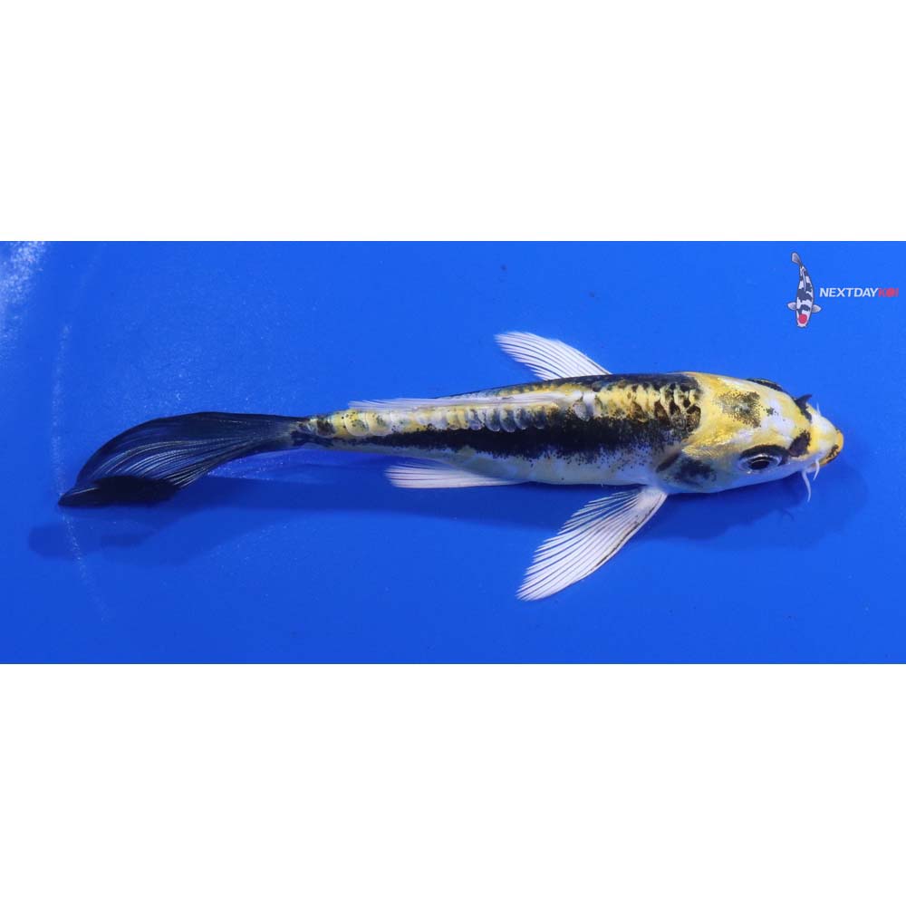 4.5” Imported Kin Kikokuryu Butterfly Koi