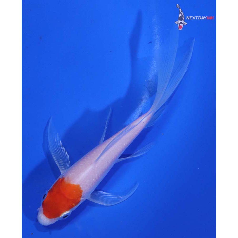 4.5” Imported Kohaku Butterfly Koi