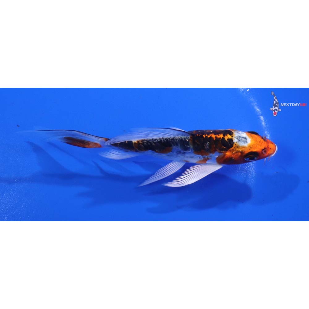 4.5” Imported Doitsu Kujaku Butterfly Koi