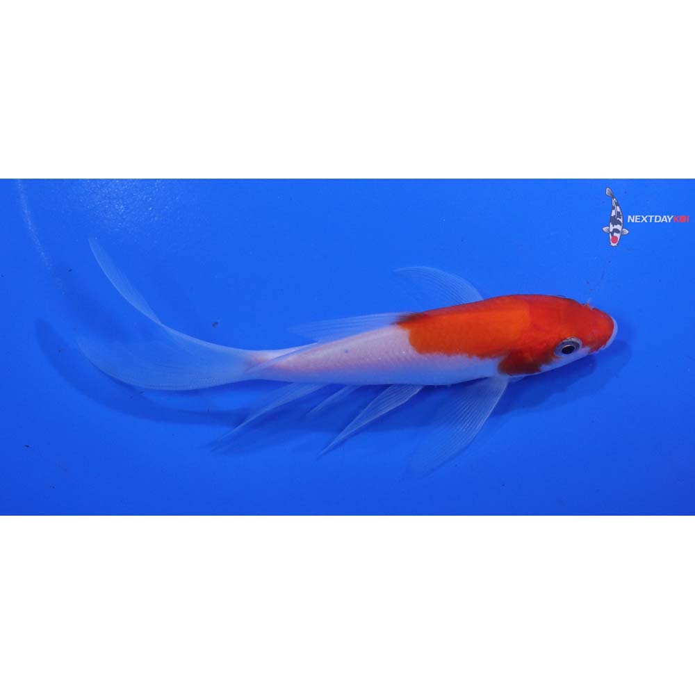 4.5” Imported Kohaku Butterfly Koi
