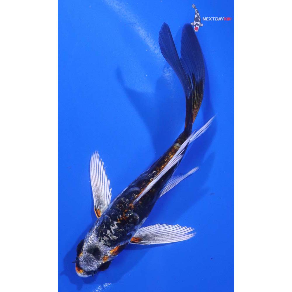 5” Imported Doitsu Kujaku Butterfly Koi