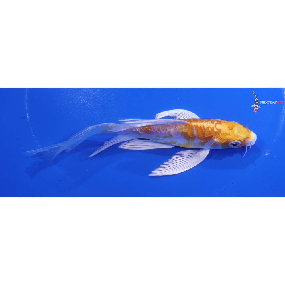 5” Imported Kikusui Butterfly Koi