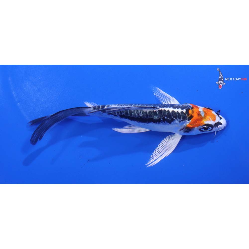 5” Imported Kin Kikokuryu Butterfly Koi