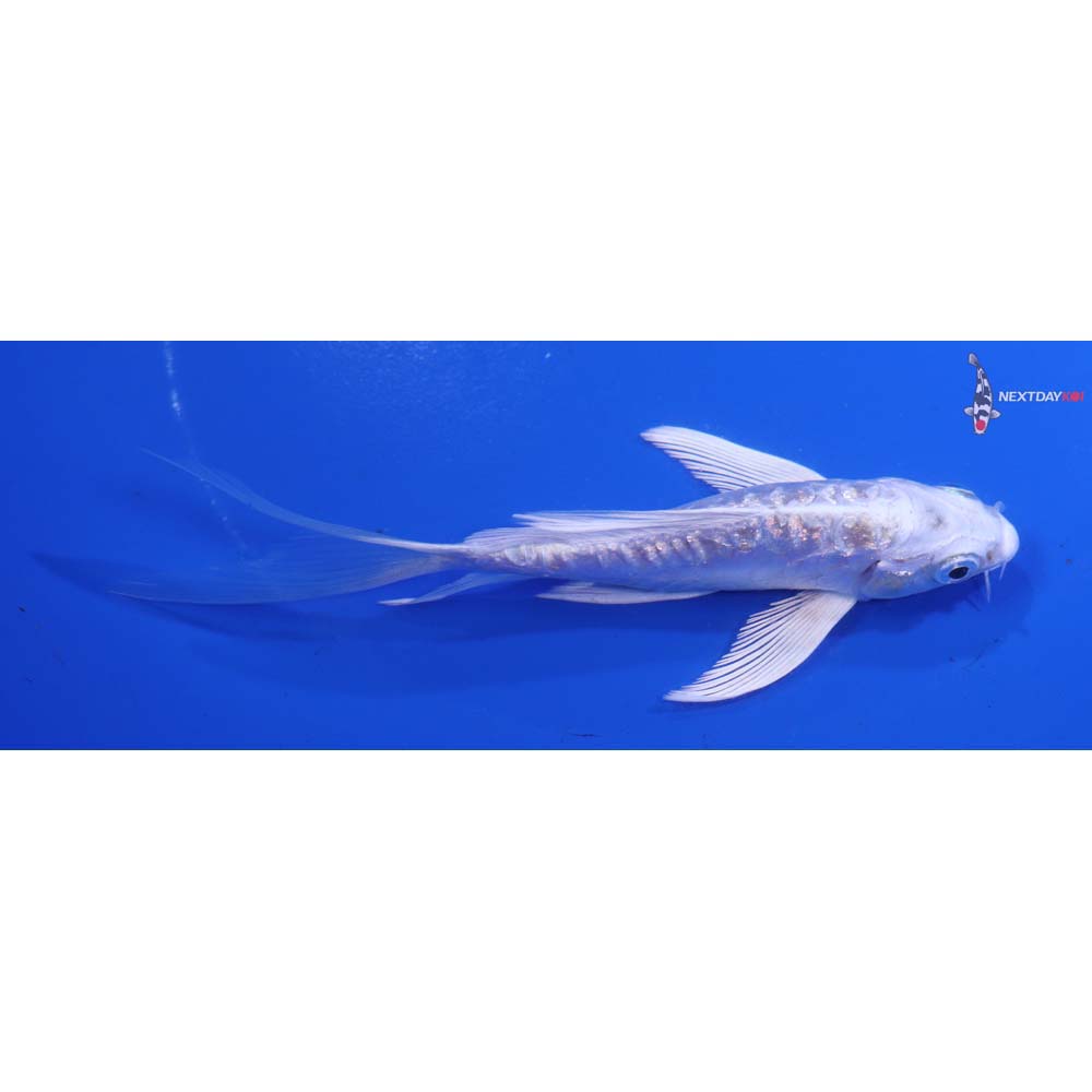 5” Imported Gin Rin Doitsu Platinum Ogon Butterfly Koi