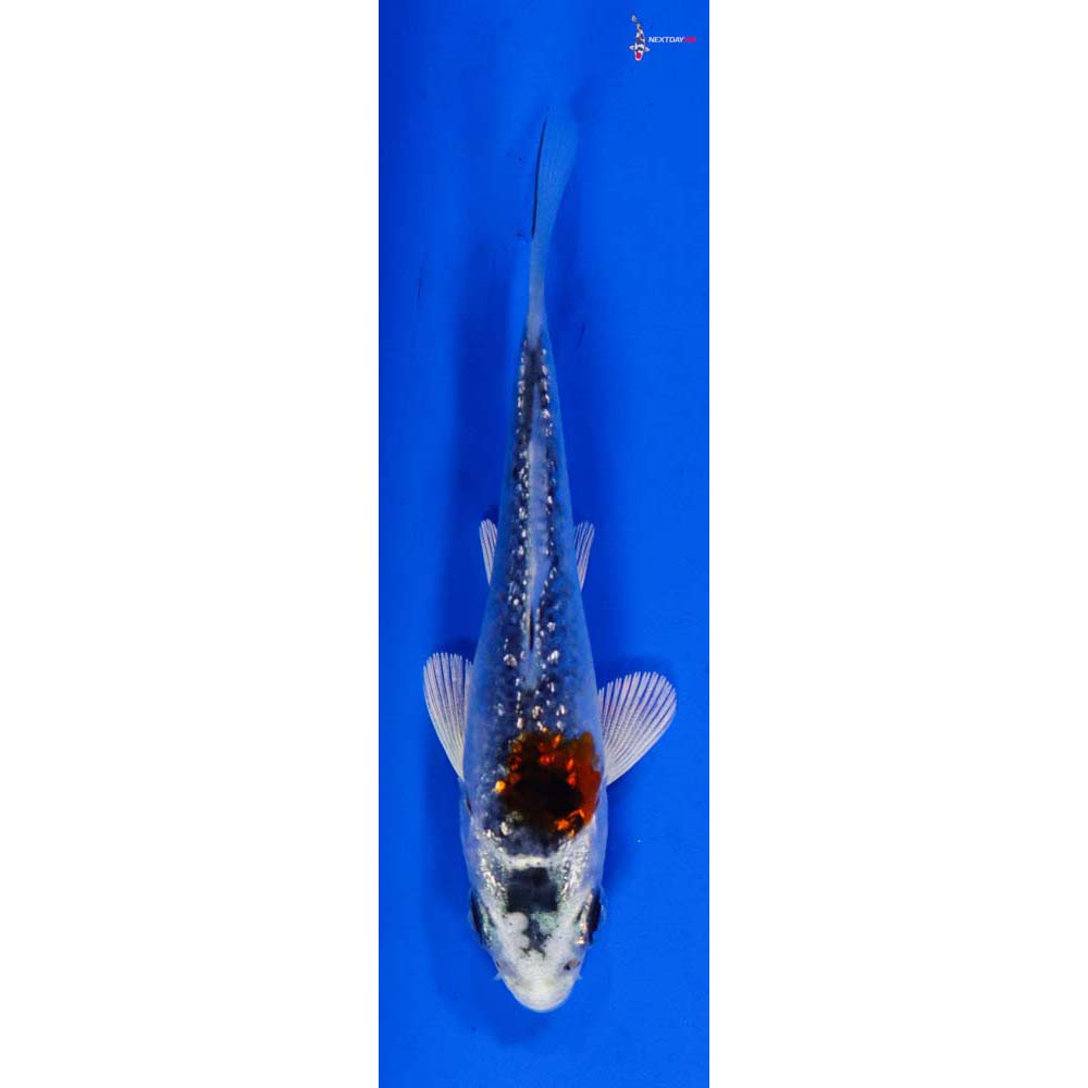 3” Imported Gin Rin Kujaku