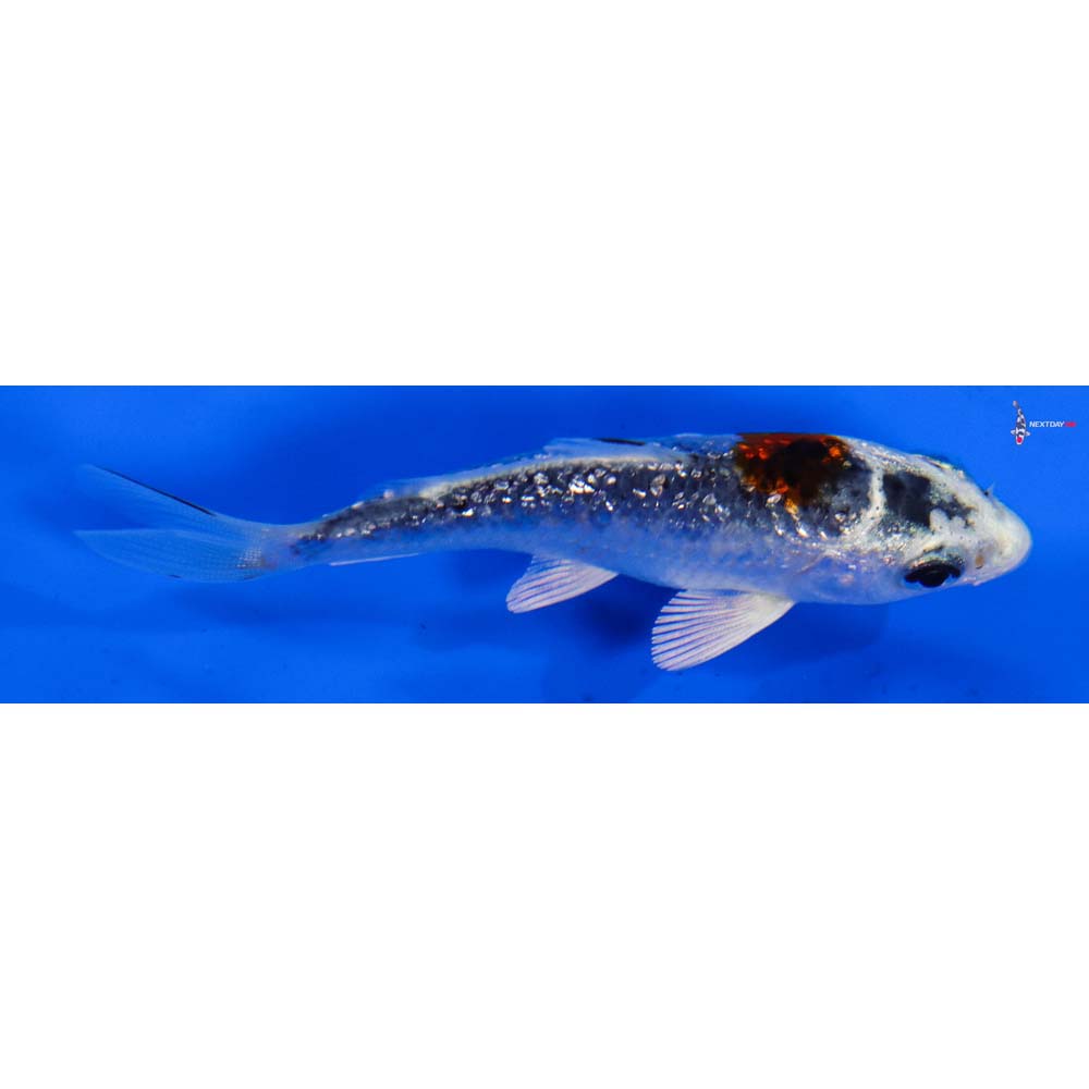 3” Imported Gin Rin Kujaku