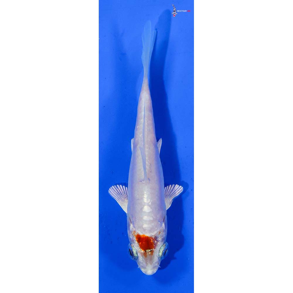 3” Imported Kikusui