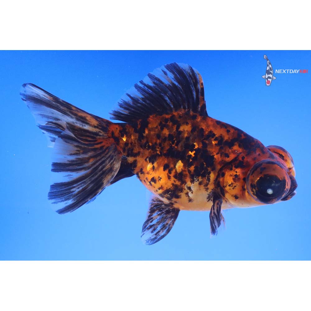 5” Imported Calico Butterfly Tail