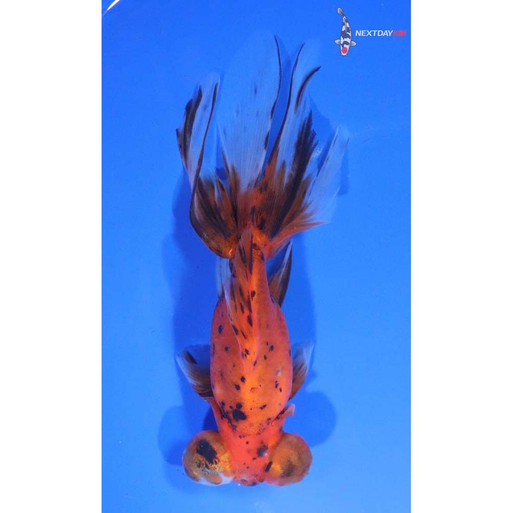 5.5” Imported Calico Butterfly Tail