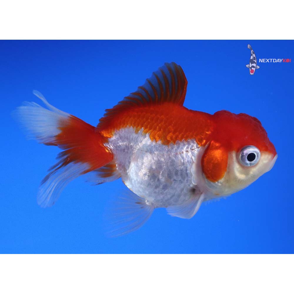 3.5” Imported Red and White Oranda