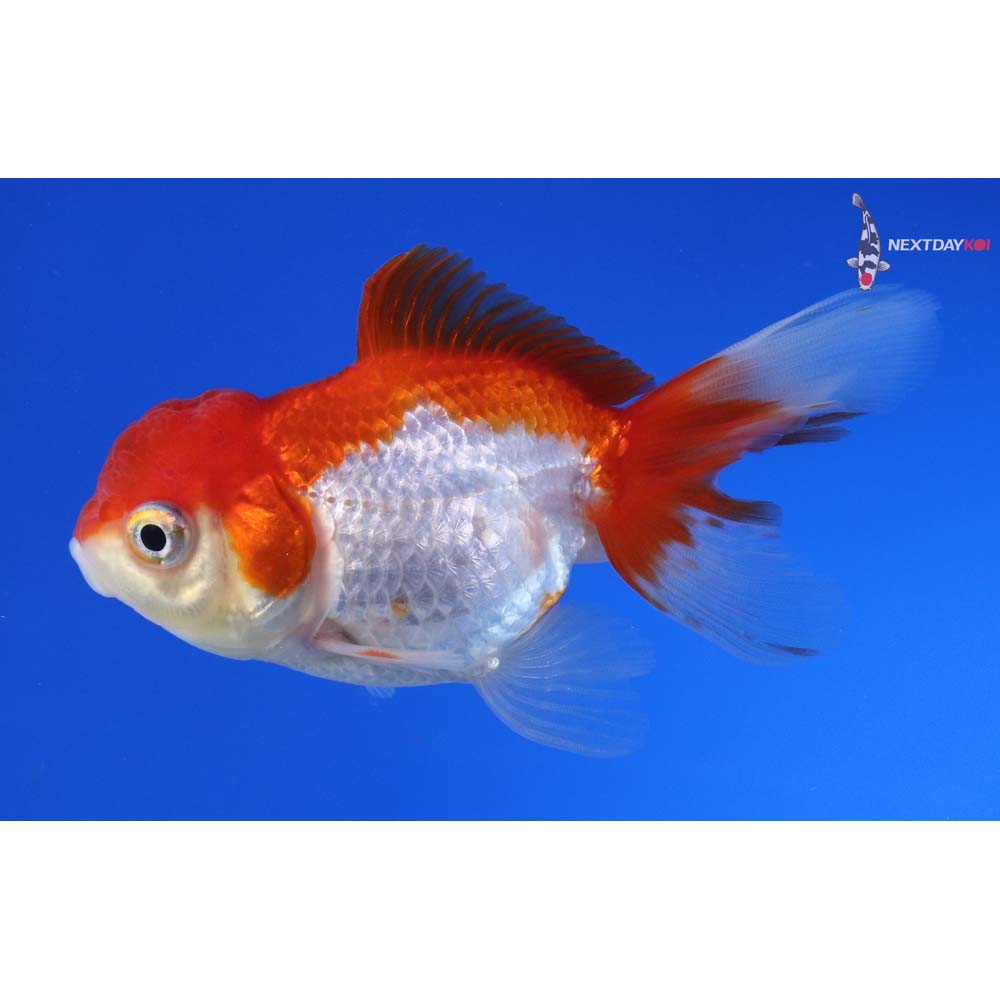 3.5” Imported Red and White Oranda