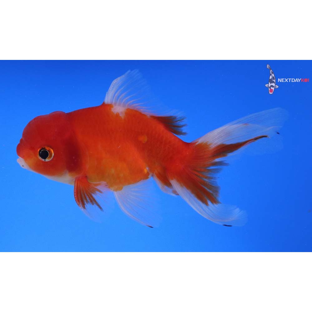 4.5” Imported Male Calico Oranda