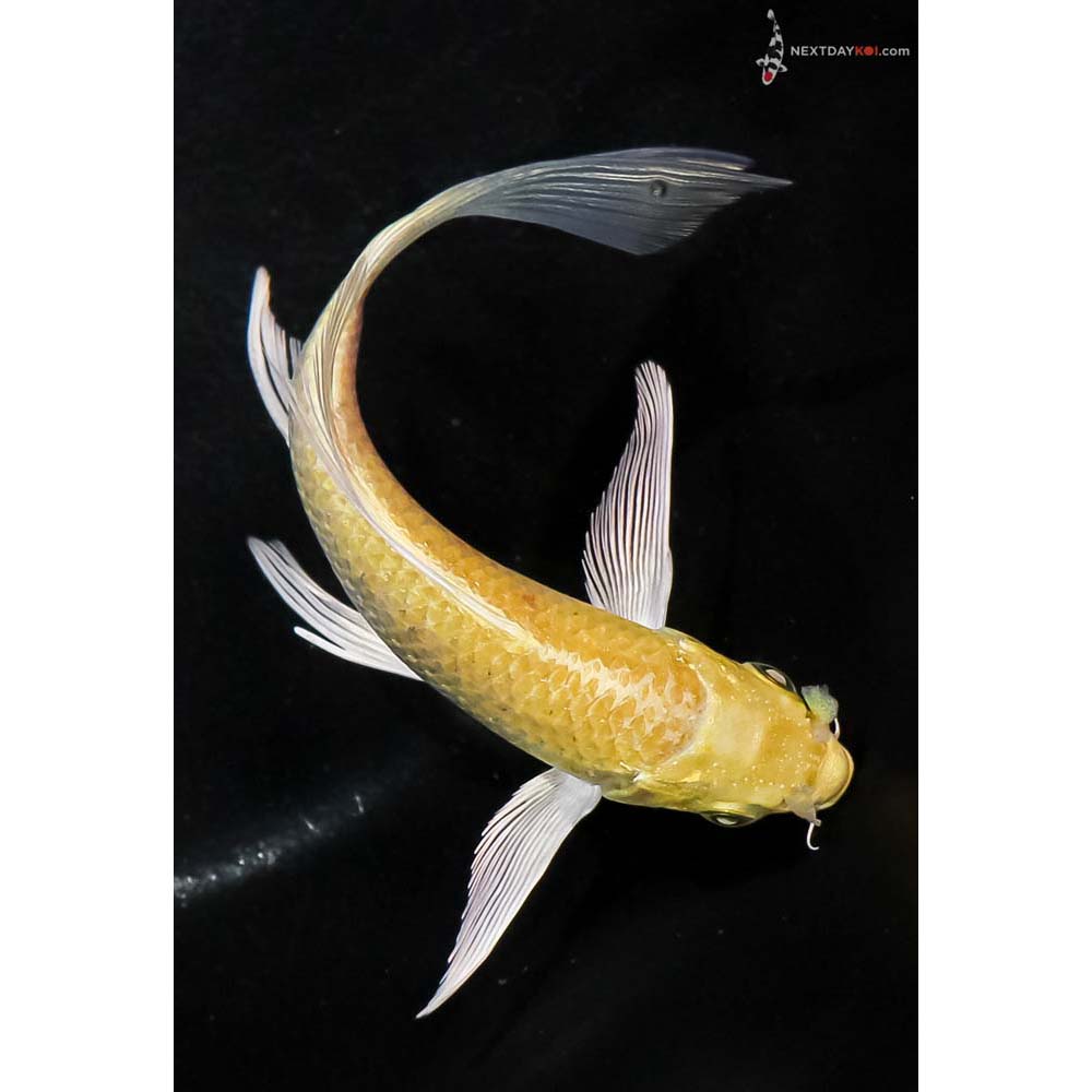 5” Imported Yamabuki Ogon Butterfly Koi