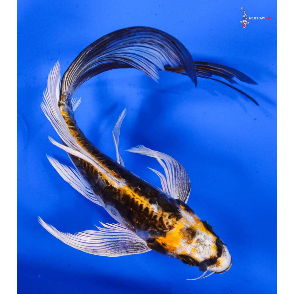 8” Imported Kin Kikokuryu Butterfly Koi